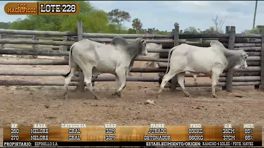 Lote LOTE 228 - PANTALLA