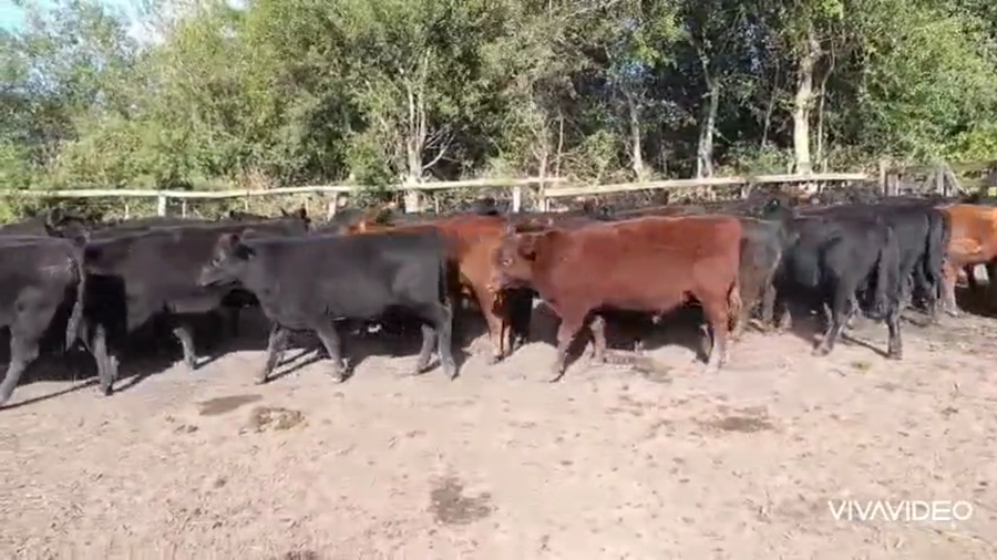 Lote 60 Terneros/as