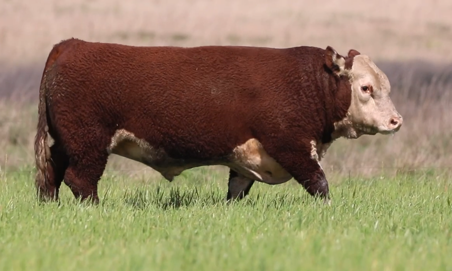 Lote Santa Maria de Arapey