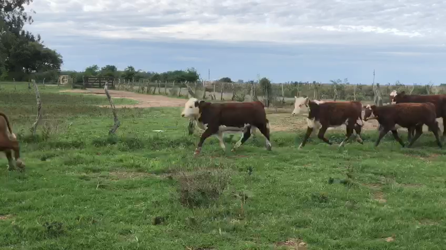 Lote 110 Terneras