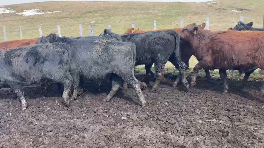 Lote 44 Ternero en Coyhaique, XI Región Aysén