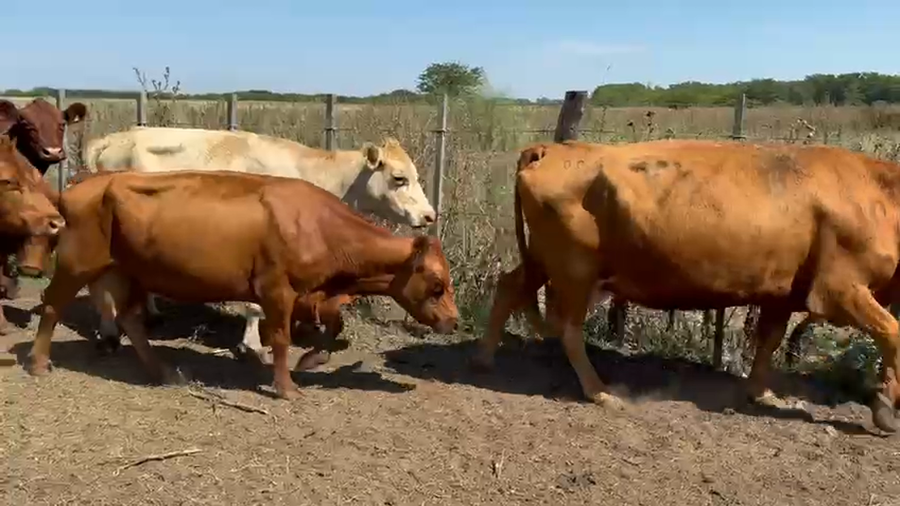 Lote 32 Vacas usadas preñadas