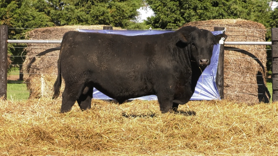 Lote TOROS A. ANGUS PURO PEDIGREE
