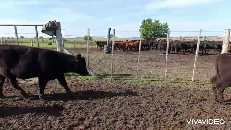 Lote 68 Terneros