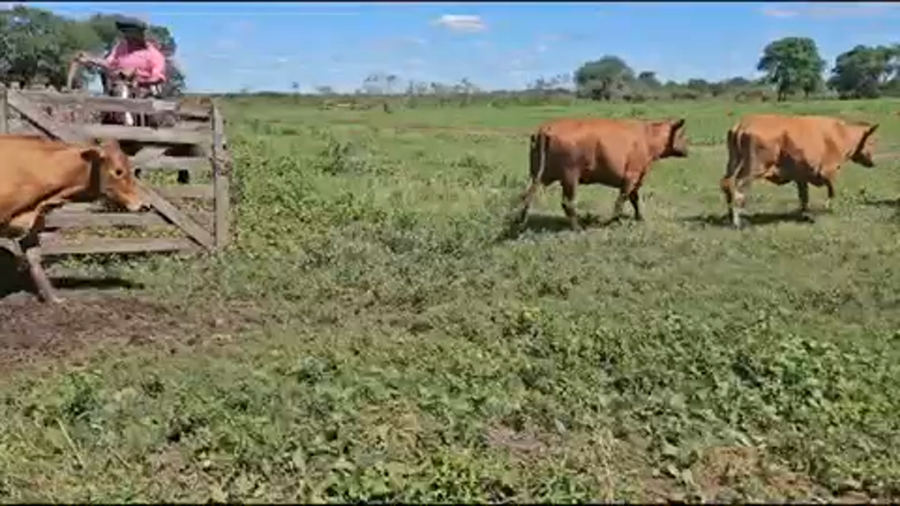 Lote 57 Vaquillonas preñadas en Palo Santo, Formosa