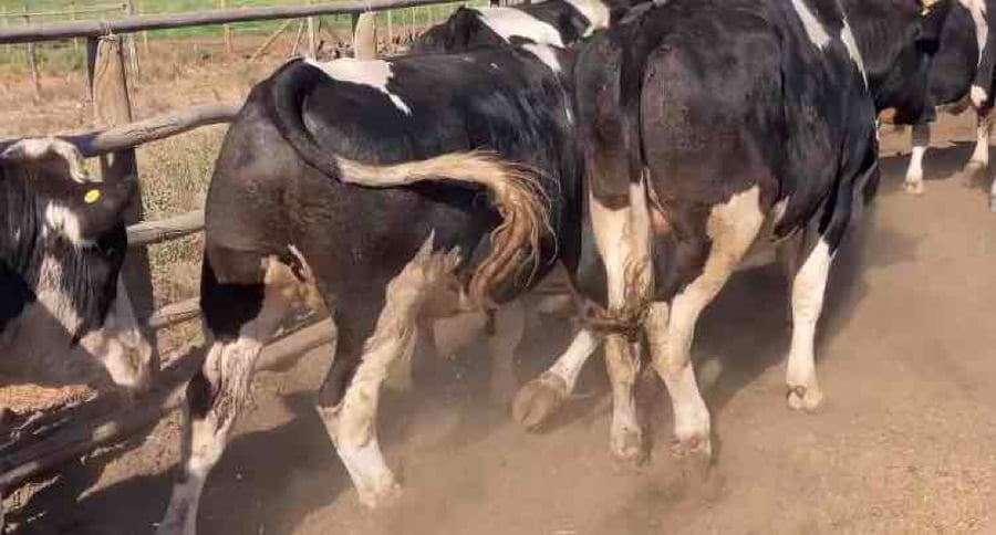 Lote 20 Novillo Gordo en Melipilla, Región Metropolitana