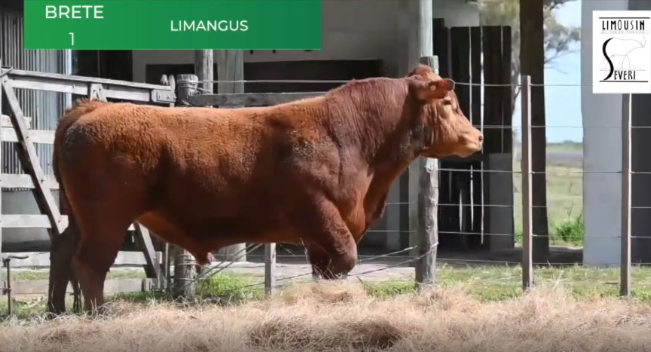 Lote Toros RP 1080 1081 1082 1222