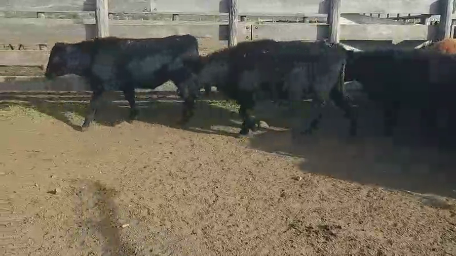 Lote 110 Terneros en Villaguay, Entre Ríos