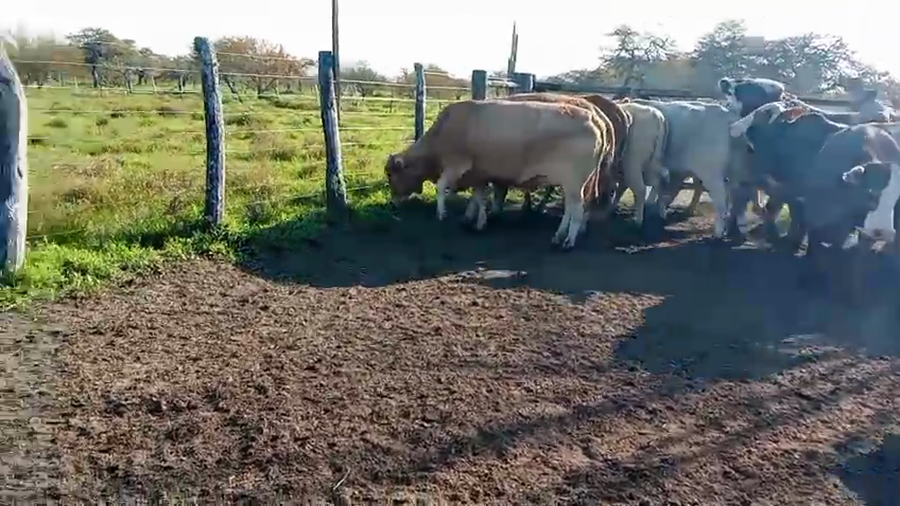 Lote 34 Vacas