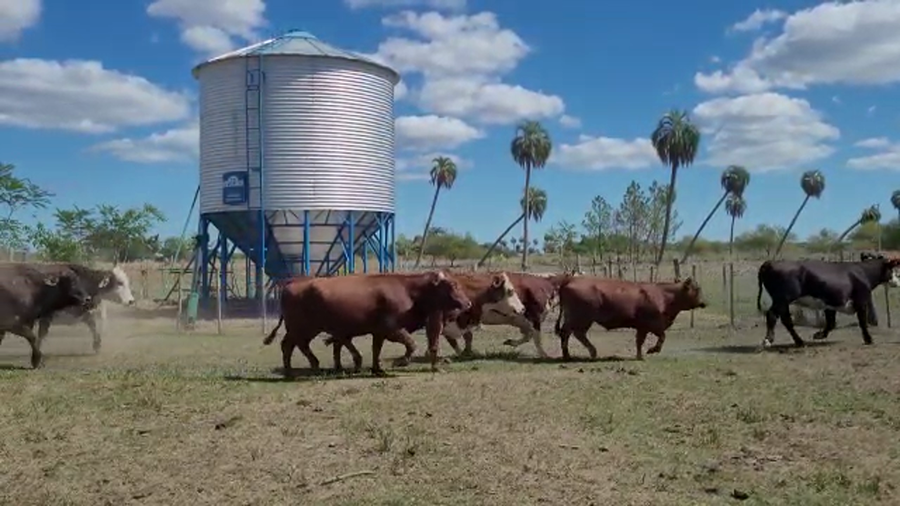 Lote 25 Vacas Preñadas en Goya, Corrientes