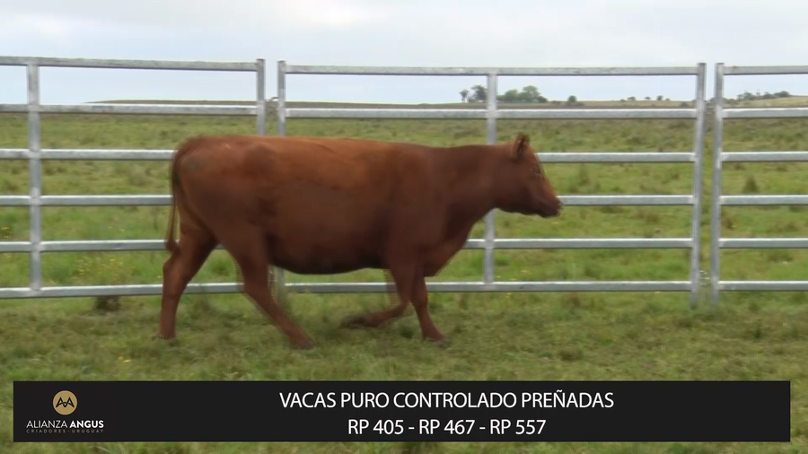 Lote VACAS PURO CONTROLADO PREÑADAS