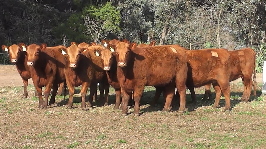 Lote VAQUILLONAS MAS PREÑADAS