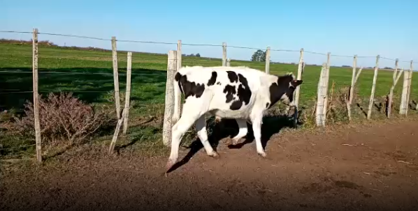 Lote 15 Novillos en San José