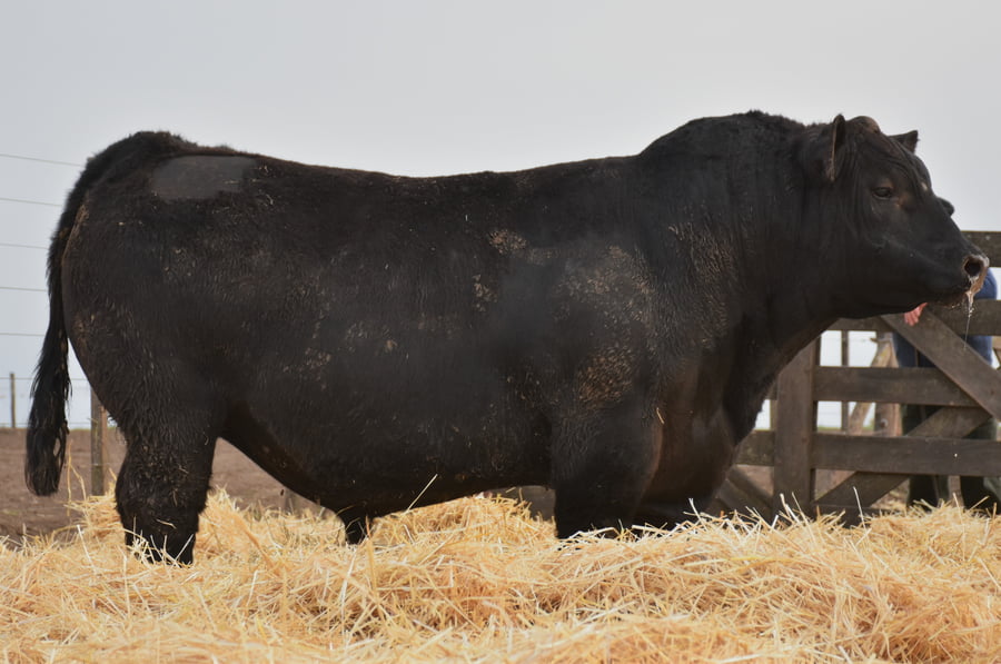 Lote RINCON POTENTE MIX 2780 - RINCON  TRANSITADO EURO 158