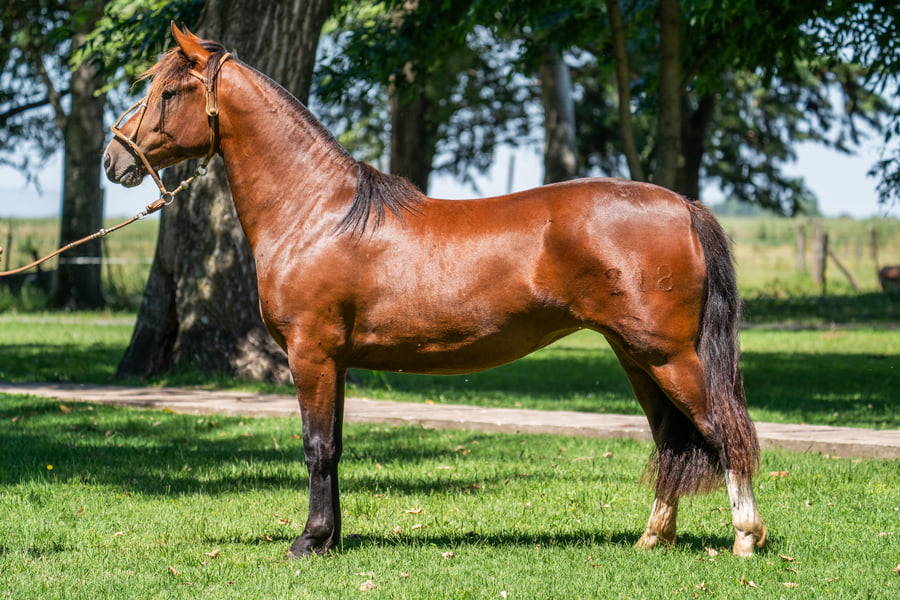Lote YANCAMIL PRESUMIDA