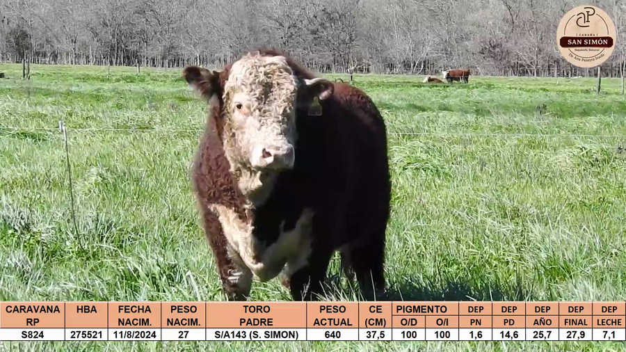 Lote TOROS PUROS REGISTRADOS "SAN SIMON"
