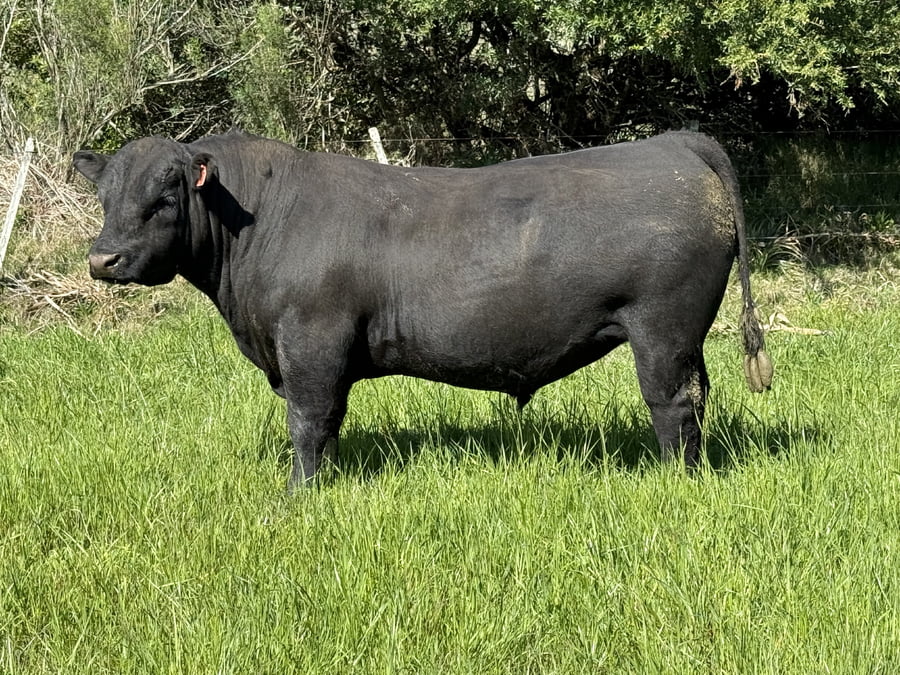 Lote Toros a remate en 4º Remate Don Nestor, Rocha