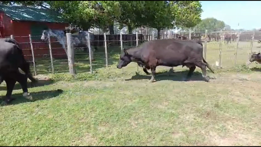 Lote 50 AL CTE NUEVAS