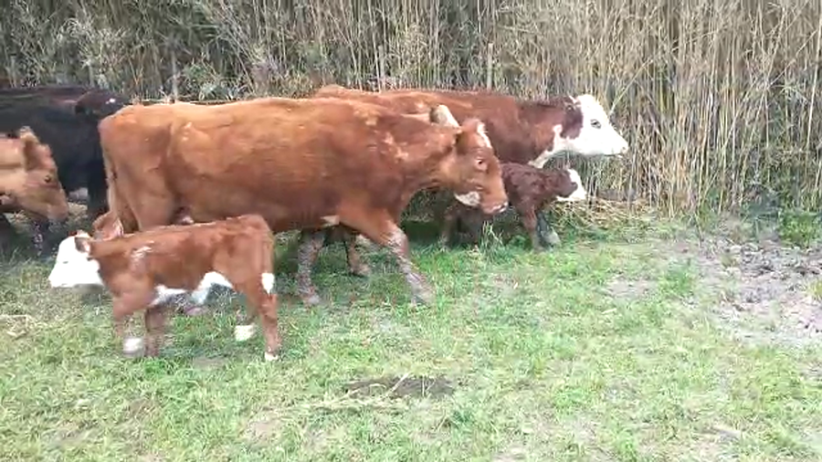 Lote 9 Vacas usadas parida en Brandsen, Buenos Aires