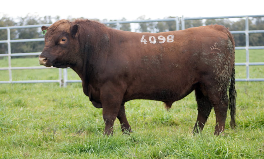 Lote ABERDEEN ANGUS SA - Angus COLORADOS