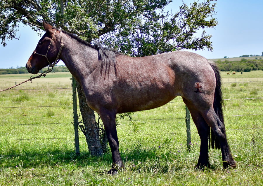 Lote Coca La Garrapata