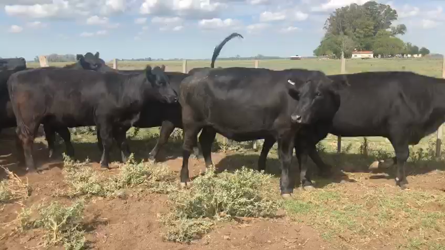 Lote 70 Vaquillonas C/ gtia de preñez en Mercedes, Buenos Aires