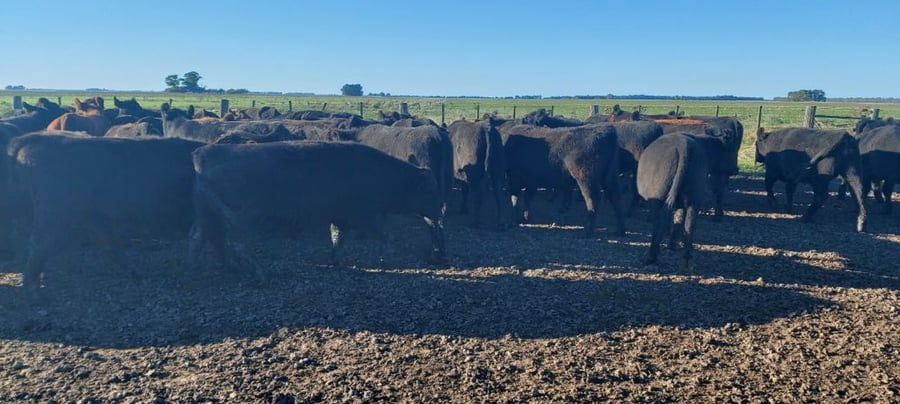 Lote 79 Novillitos en Coronel Dorrego, Buenos Aires