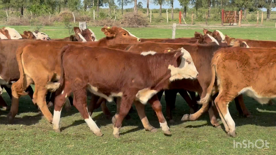 Lote 115 Terneras en Corrientes, Perugorría
