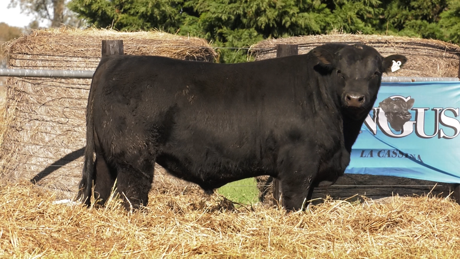 Lote TOROS A. ANGUS PURO PEDIGREE