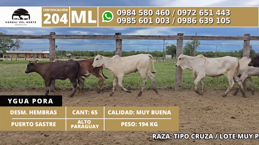 Lote 65 Desmamantes hembras a remate en 1ra Feria Especial Monte del Chaco 194kg -  en Carmelo Peralta los de Norica  Puerto Sastre los de Ygua Pora
