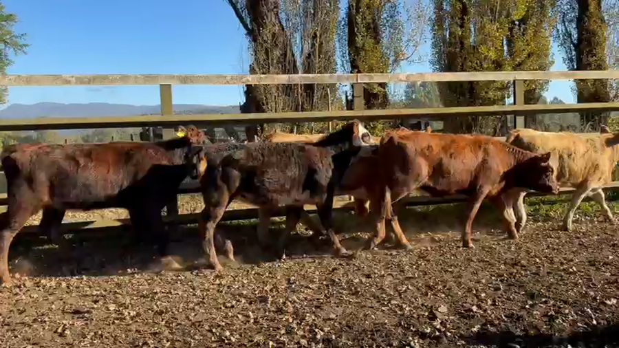 Lote 23 Ternera en Curacautín, IX Región Araucanía