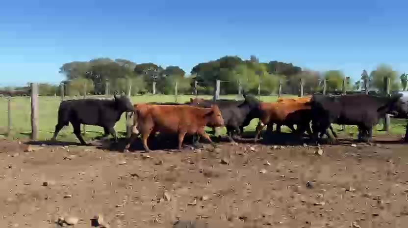 Lote VACAS PREÑADAS ANGUS