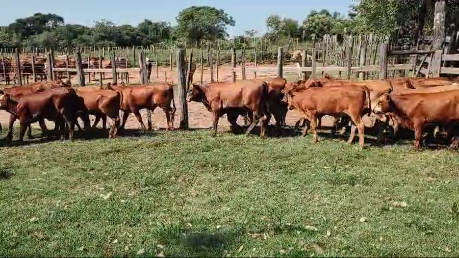 Lote 120 Terneros en Santo Tomé, Corrientes
