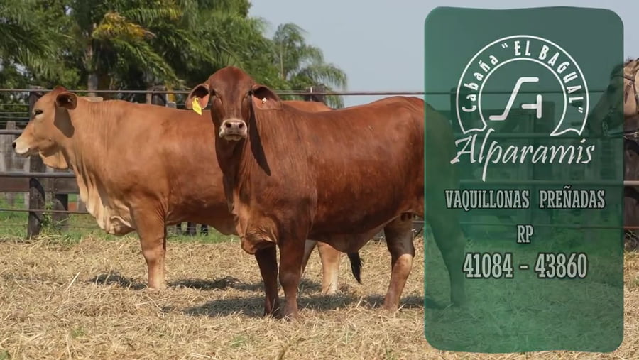 Lote Vaquillona preñada