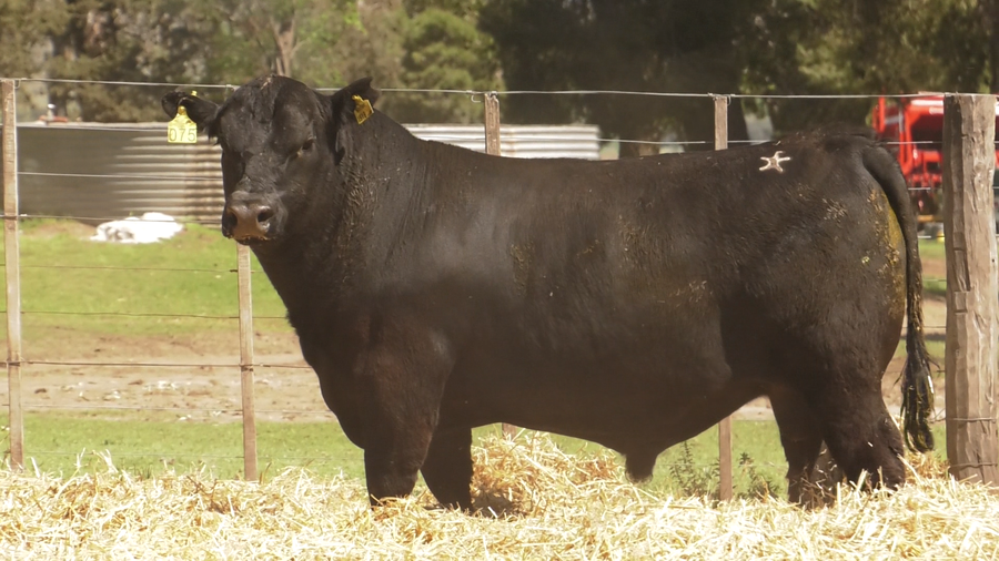 Lote TOROS PUROS CONTROLADOS