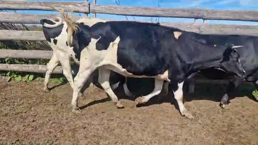 Lote 5 Vaquillonas preñadas a remate en Pantalla Camy, San José