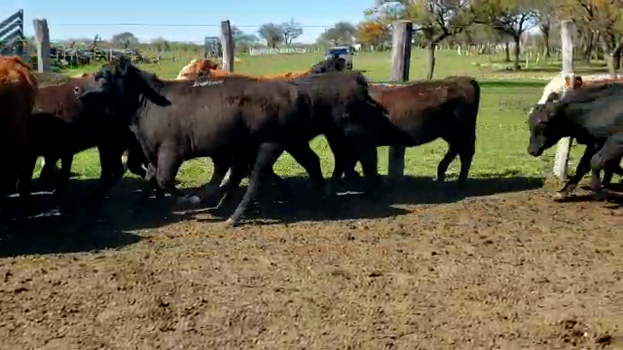 Lote 50 Terneros/as en María Grande, Entre Ríos