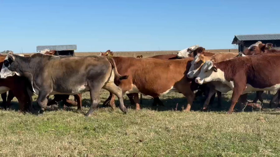 Lote 42 Vacas medio uso C/ gtia de preñez en Corrientes, Mercedes