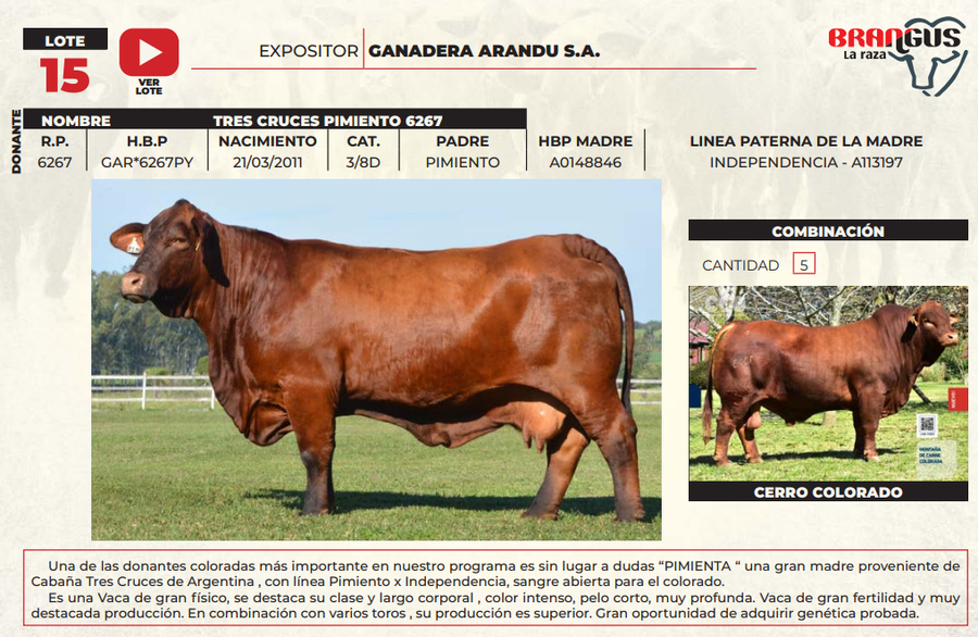 Lote LOTE 15