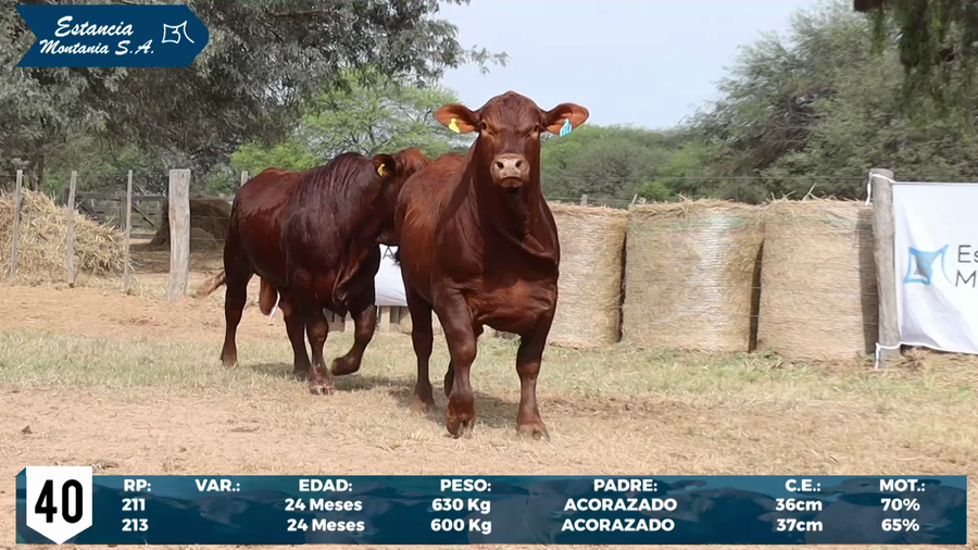 Lote LOTE 40