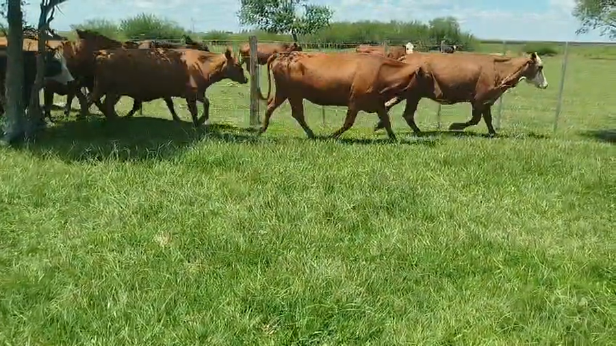 Lote 50 Vacas de invernar