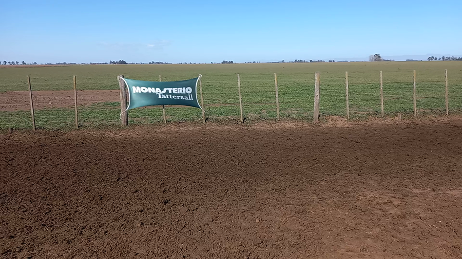 Lote 60 Novillitos en Coronel Suarez, Buenos Aires