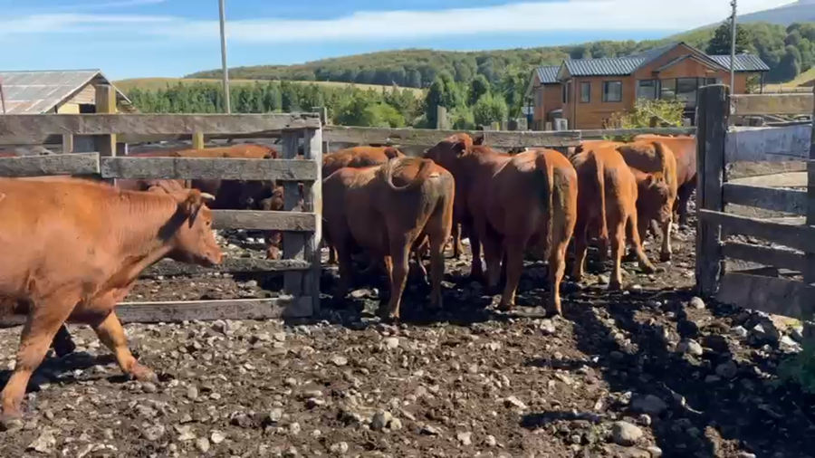 Lote 45 Novillo Engorda en XI Región Aysén, Coyhaique