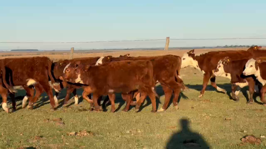 Lote 85 Terneras en Corrientes, Mercedes