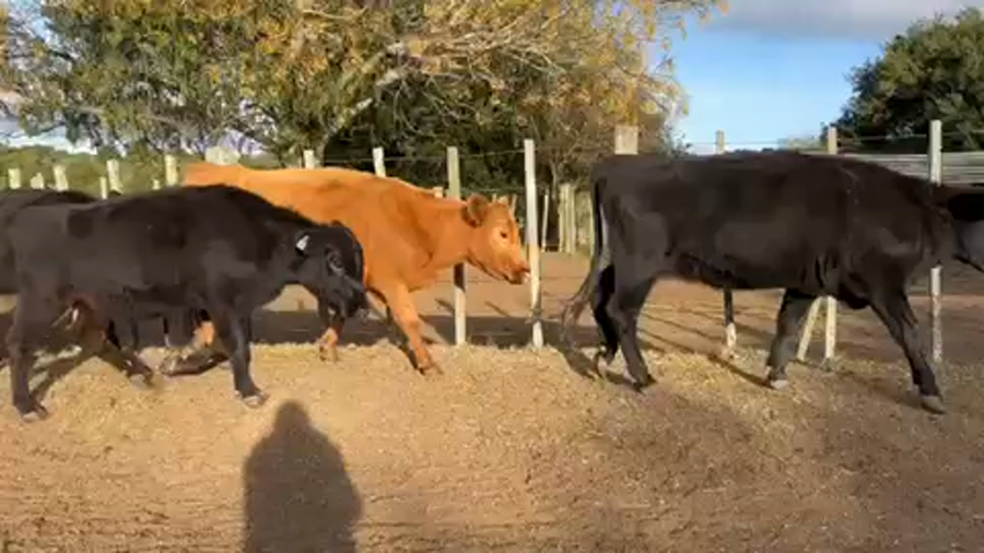 Lote 36 Vacas de Invernada en José Ignacio, Maldonado