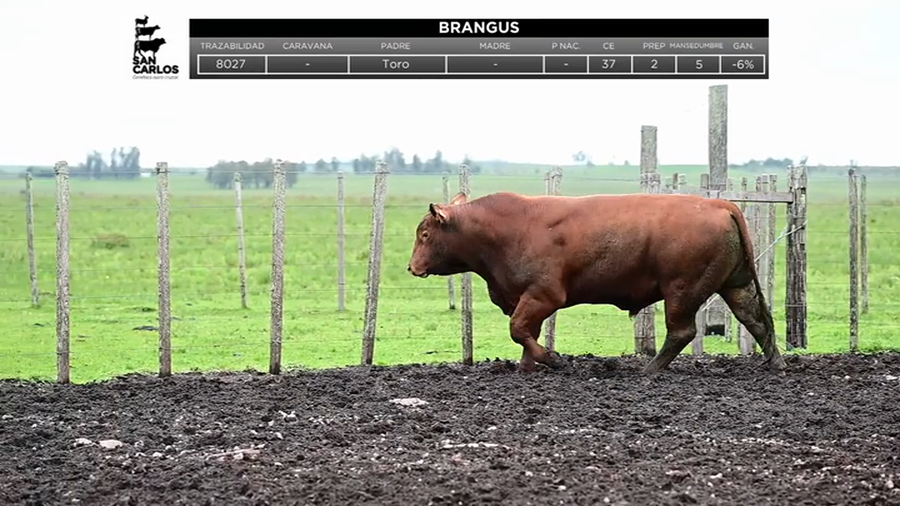 Lote Toros a remate en La Magdalena y San Carlos, Artigas