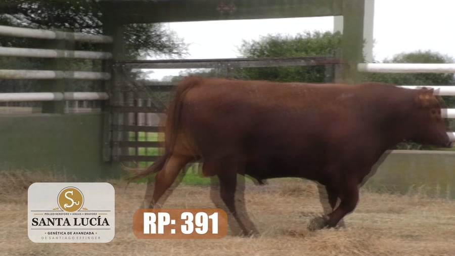 Lote Angus