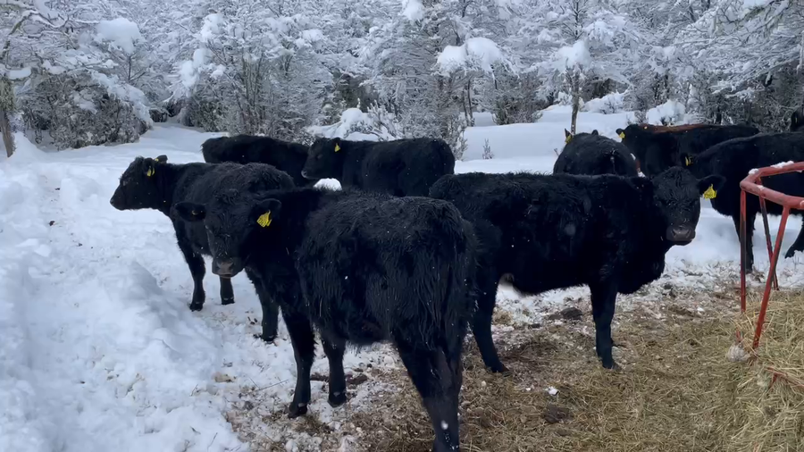 Lote 20 Ternera en Coyhaique, XI Región Aysén