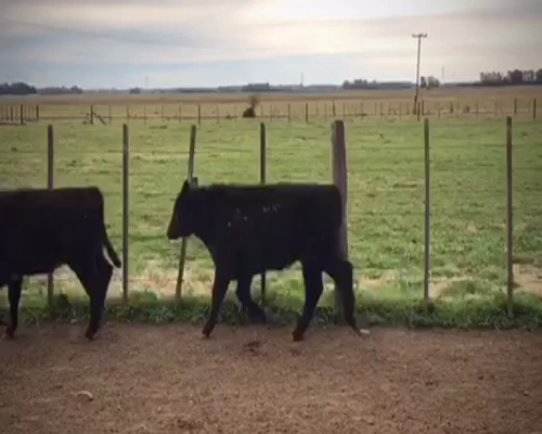 Lote 65 Terneros en San Vicente, Buenos Aires