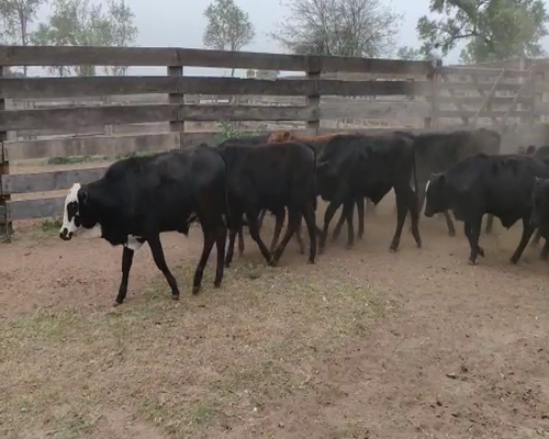 Lote 115 Terneros en Pampa de Los Guanacos, Santiago del Estero